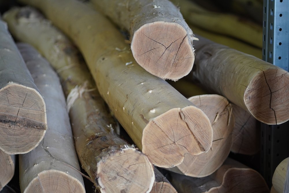 Robinia3 BN5Xr7 L